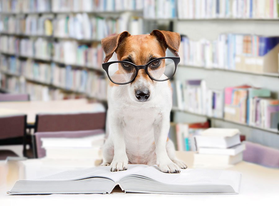 Back-to-School Tips for Pets