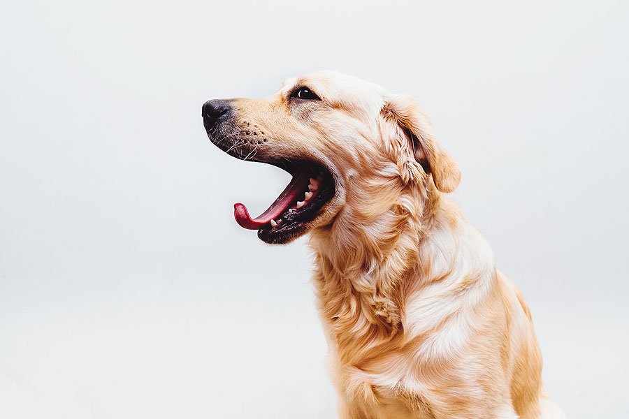 6 Boredom Busting Toys for Your Pet