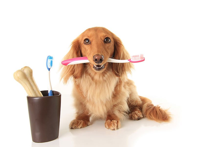 why dog teeth bleeding when brushing