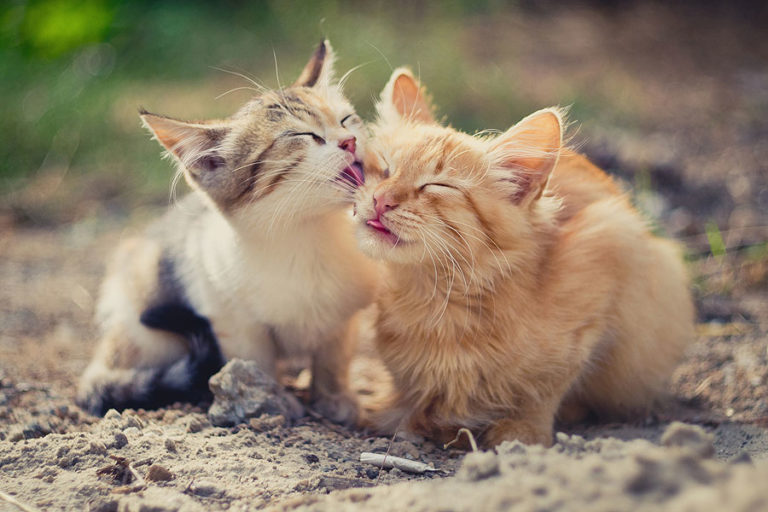 3 Ways to Naturally Reduce Hairballs PetPros Seattle’s Favorite Pet