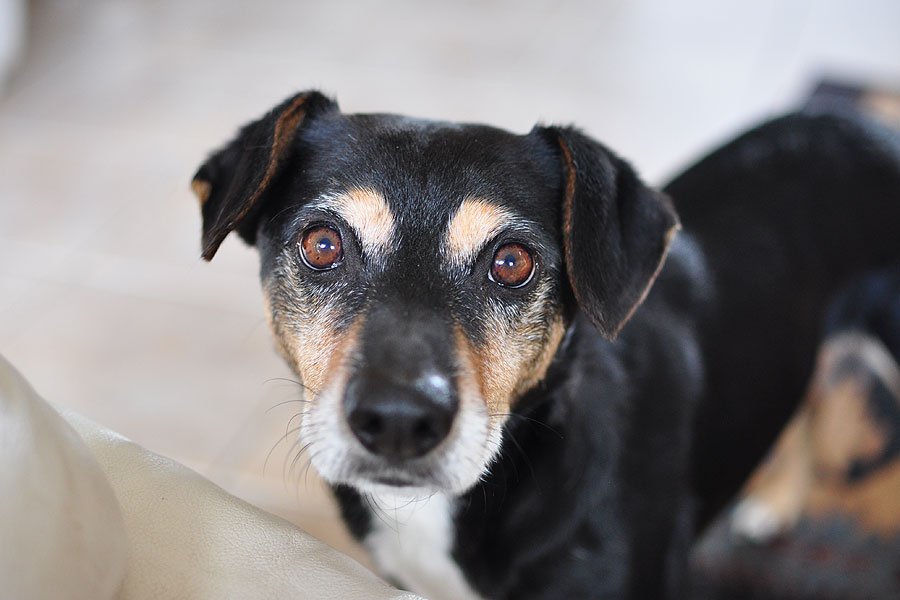 How to Help Your Pet Deal with Arthritis