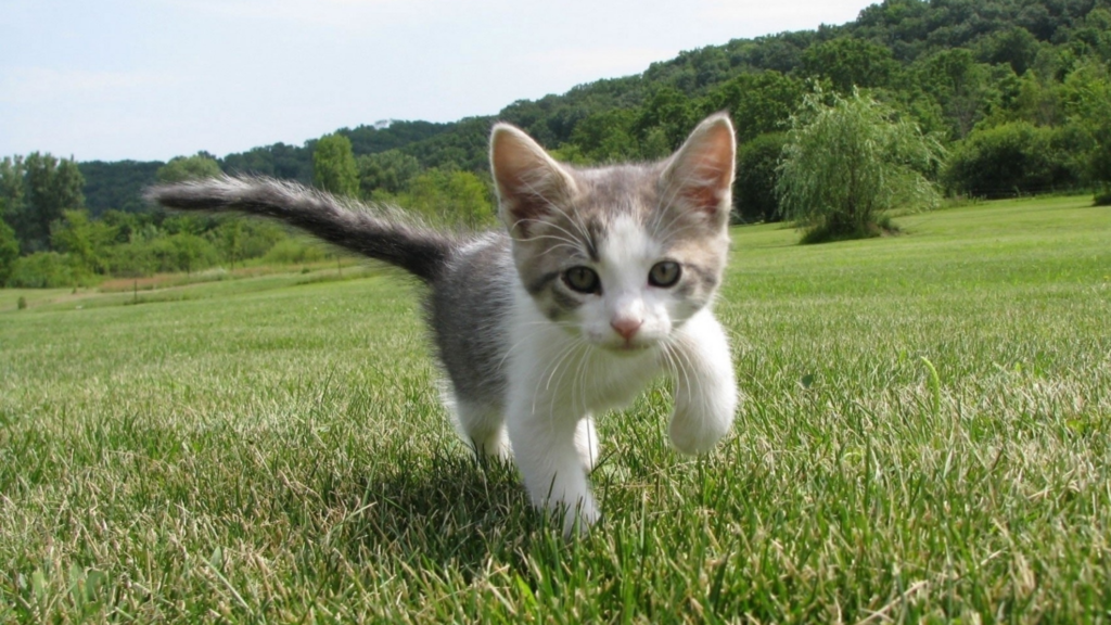 Gray and white kitten walking in grass
