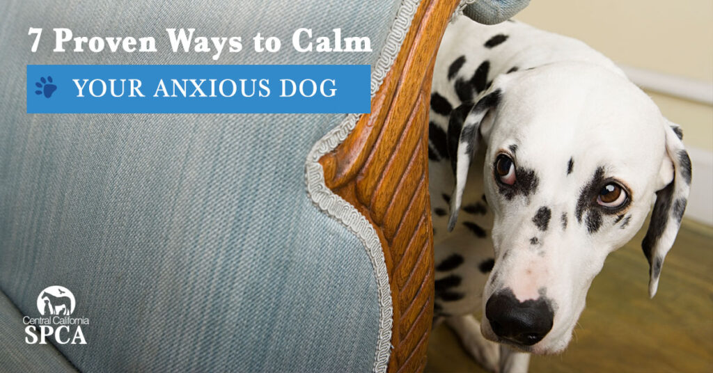 https://www.petpros.net/wp-content/uploads/2022/06/7-Proven-Ways-to-Calm-Your-Anxious-Dog-1024x536.jpg