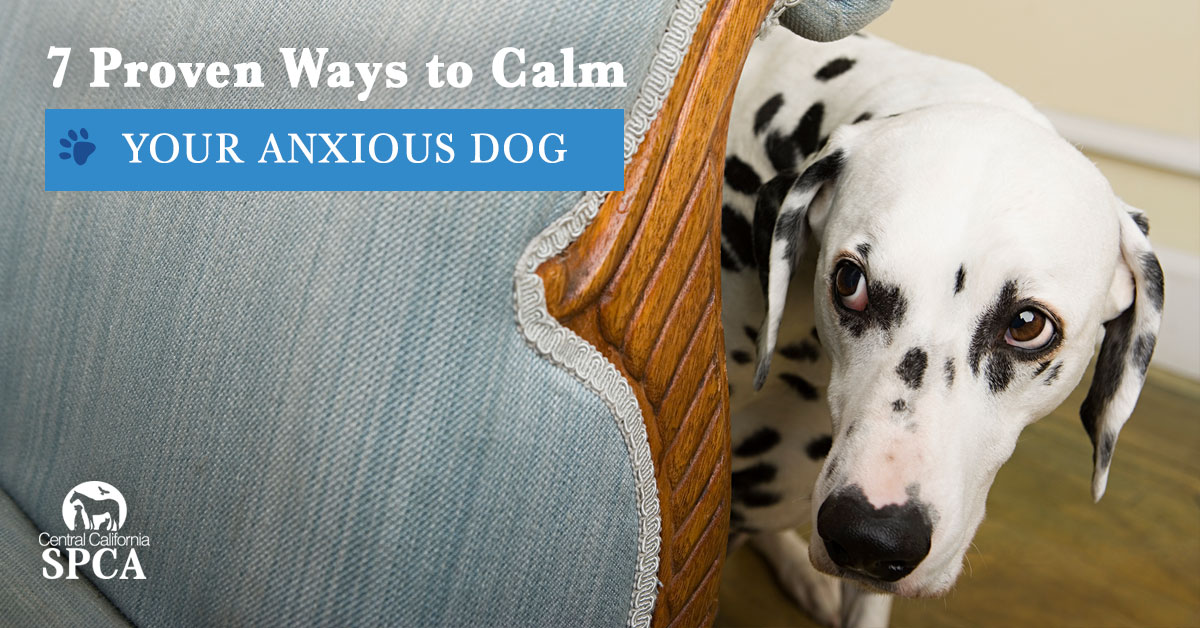 https://www.petpros.net/wp-content/uploads/2022/06/7-Proven-Ways-to-Calm-Your-Anxious-Dog.jpg