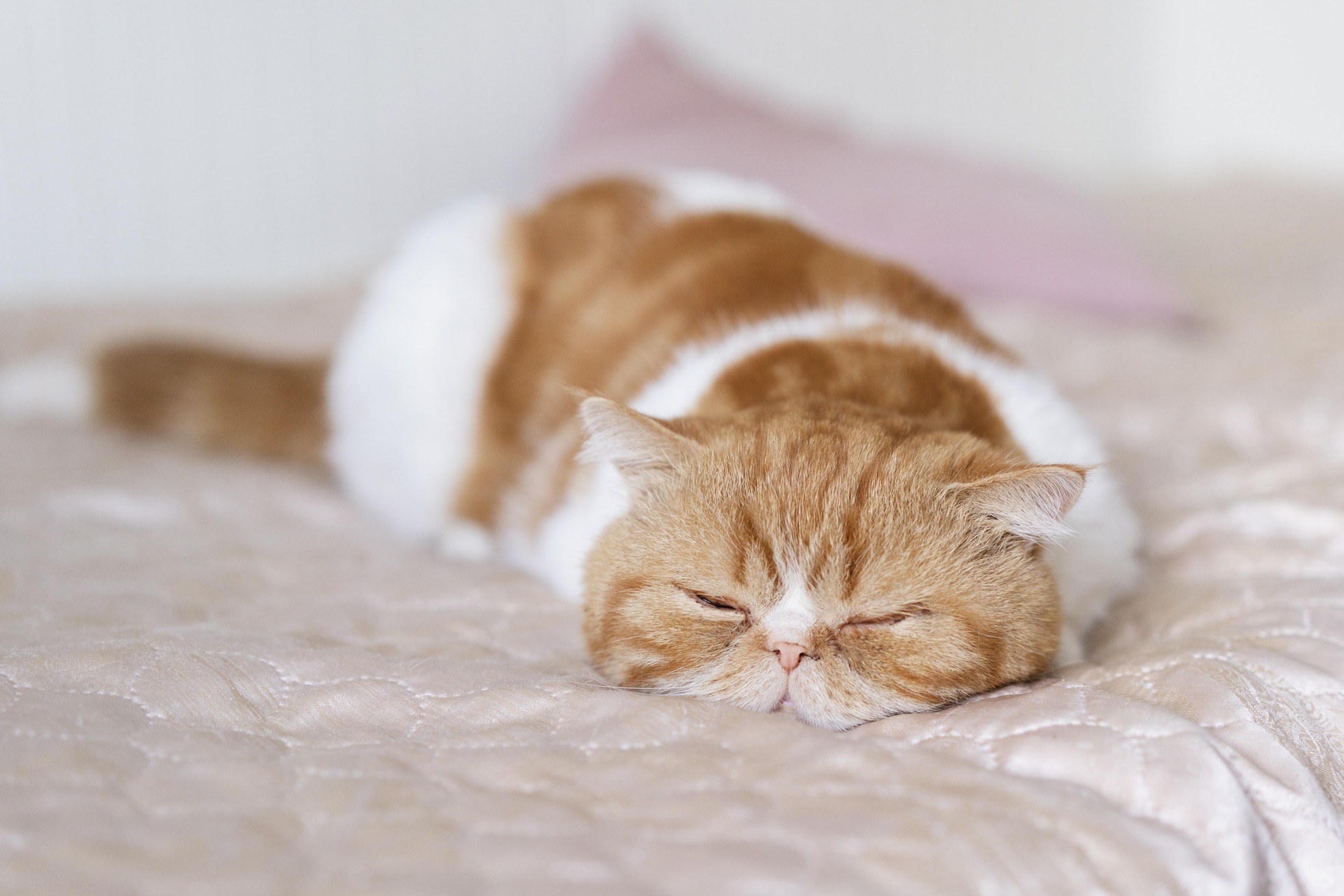 Cute cat sleeping bed