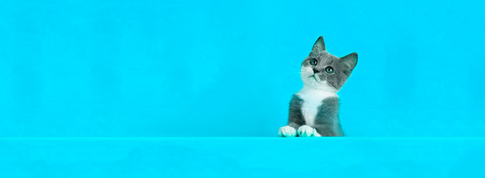 Facts about cat blue background